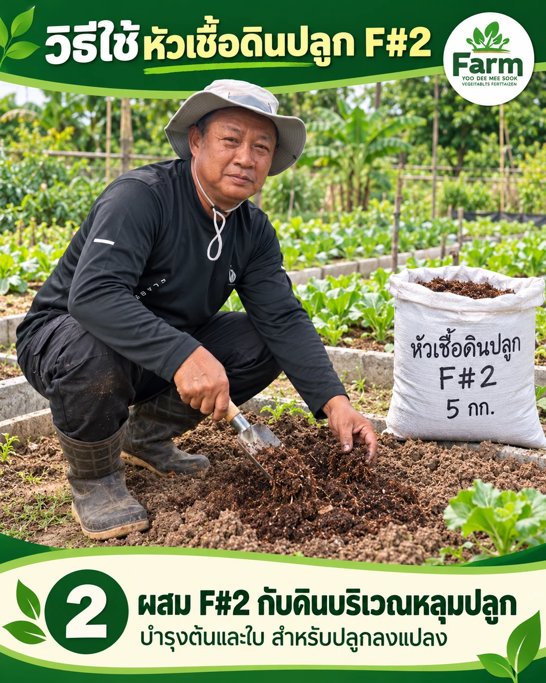 ขั้นตอนที่ 2 ผสม F#2 กับดินบริเวณหลุมปลูก