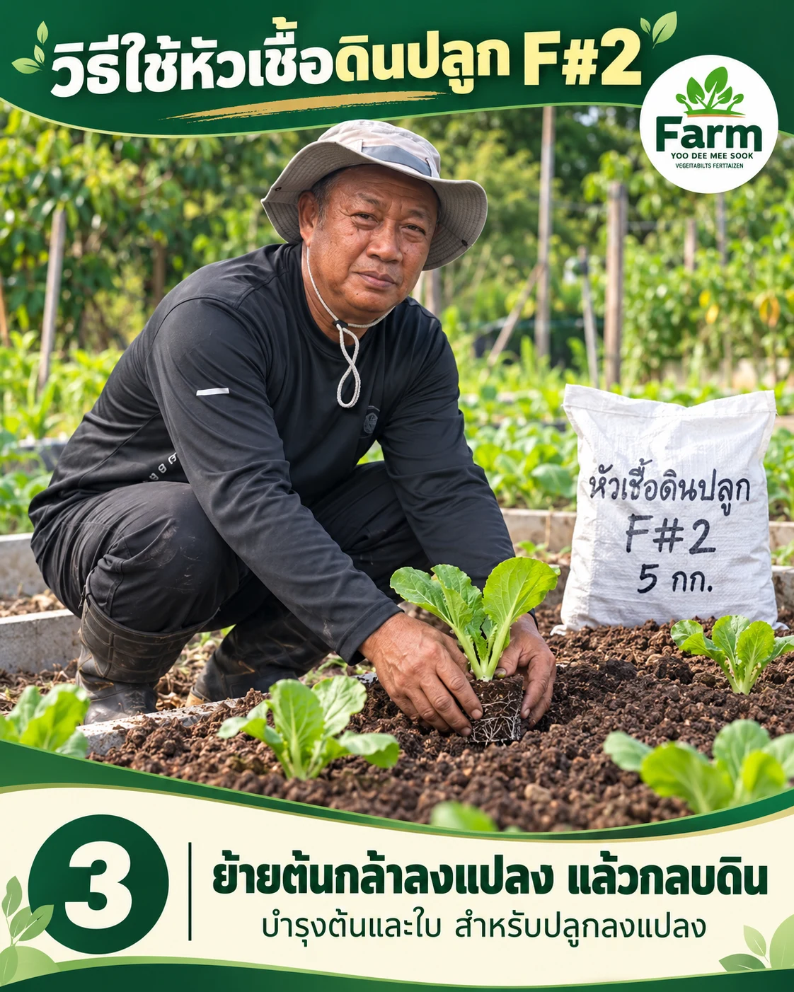 ขั้นตอนที่ 3 ย้ายต้นกล้าลงแปลงแล้วกลบดิน