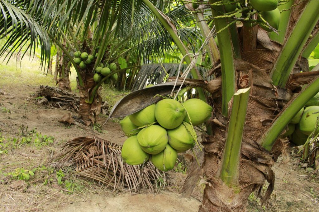 มะพร้าวน้ำหอม