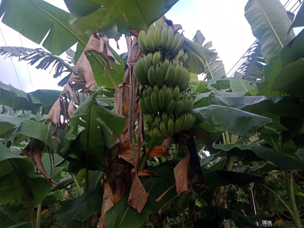 กล้วยน้ำว้ามะลิอ่อง