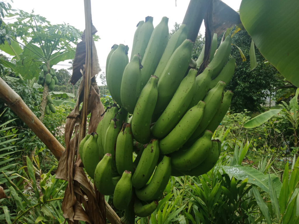 กล้วยหอม ปลูกง่าย โตไว