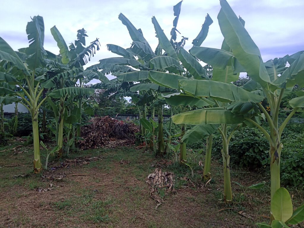 กล้วยน้ำว้าปากช่อง50