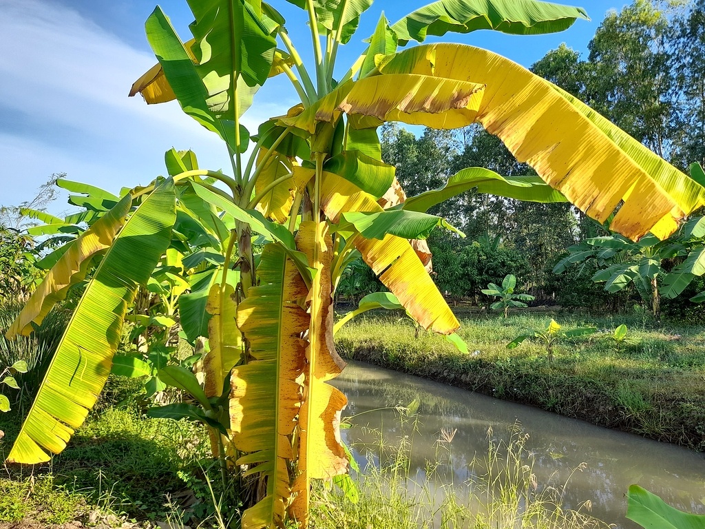 กล้วยตายพราย