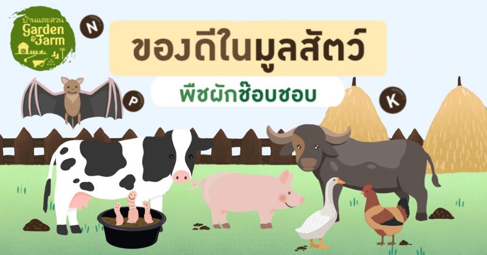 ปุ๋ยคอก ประโยชน์เยอะ