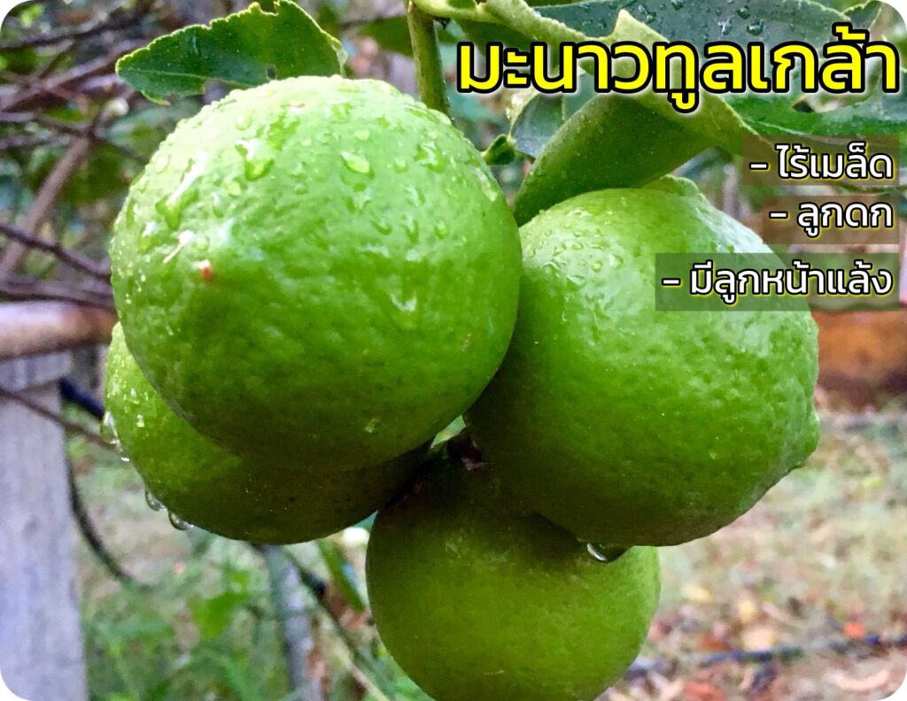 มะนาวทูลเกล้า