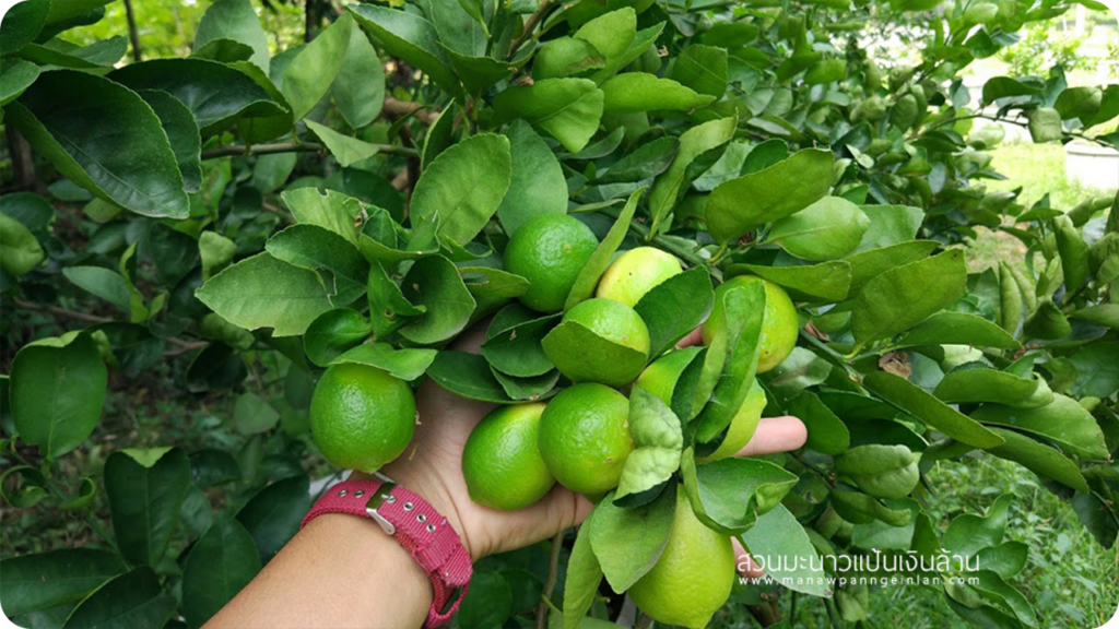 มะนาวทูลเกล้า กลิ่นหอมอันดับ 1