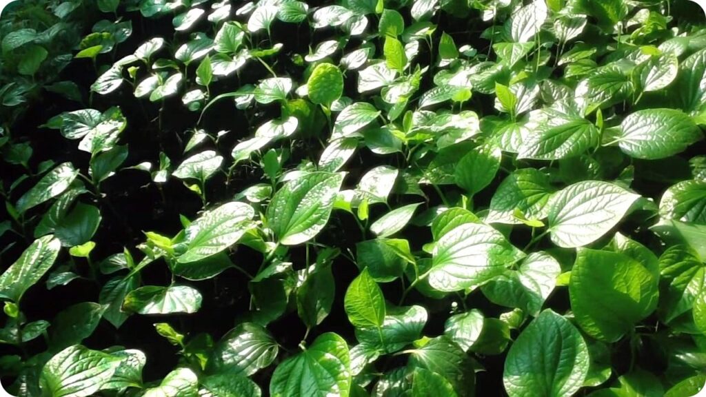 ใบชะพลู ประโยชน์ดี สรรพคุณเด่น