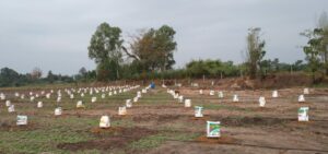 การเตรียมแปลงปลูกกระท่อม