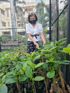 ต้นกล้ากระท่อมเสียบยอด