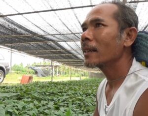 พืชกระท่อมมาแรง ชาวบ้านปลูกกล้าไว้นับแสนต้นไม่มีคนซื้อ