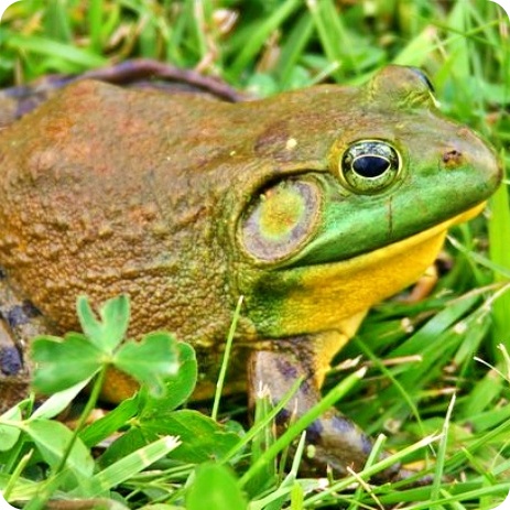 กบอเมริกันบูลฟร็อก