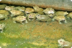 การเลี้ยงกบในน้ำสะอาด