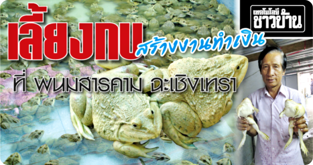 เลี้ยงกบ รายได้ดี
