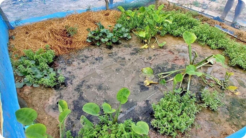 เลี้ยงกบแบบธรรมชาติ