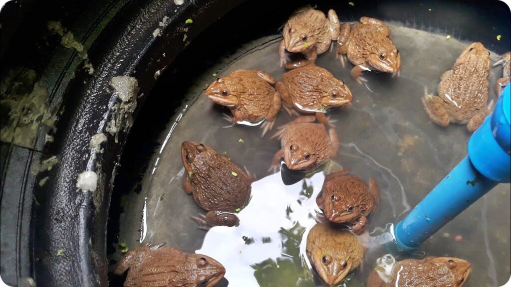 เลี้ยงกบในคอนโดยางรถยนต์