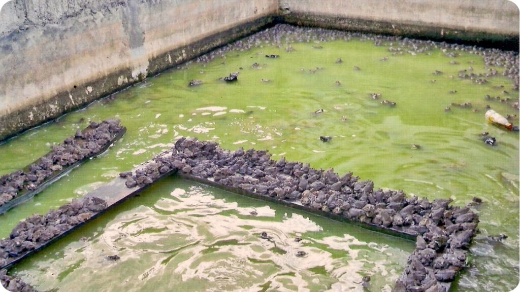 เลี้ยงกบในบ่อซีเมนต์