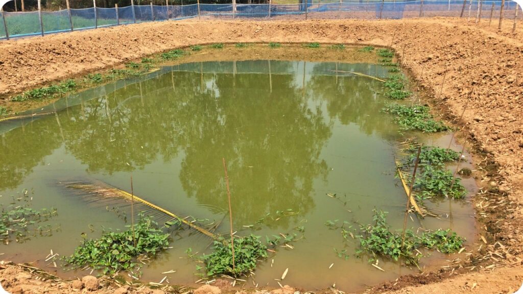 เลี้ยงกบในบ่อดิน