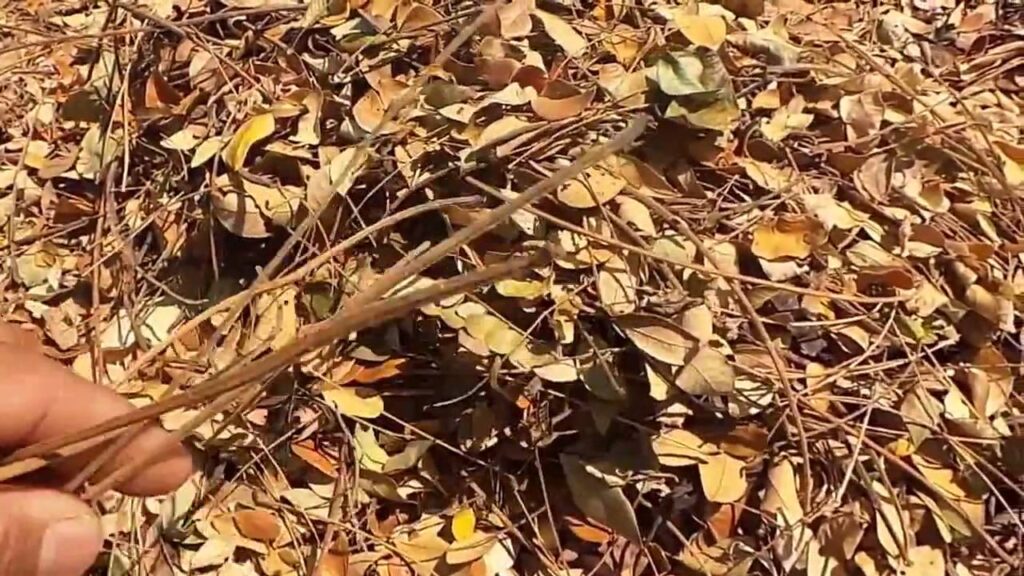 ใบก้ามปูแห้ง