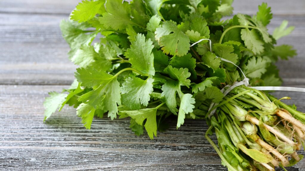 ผักชี ปลูกง่าย