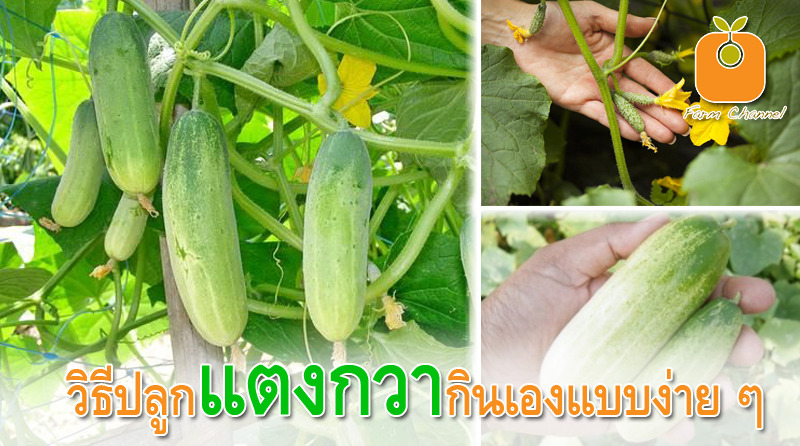 ปลูกแตงกวา กินเองแบบ ง่ายๆ