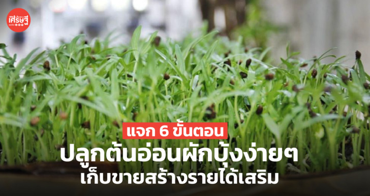 6 ขั้นตอนปลูกผักบุ้งที่บ้าน