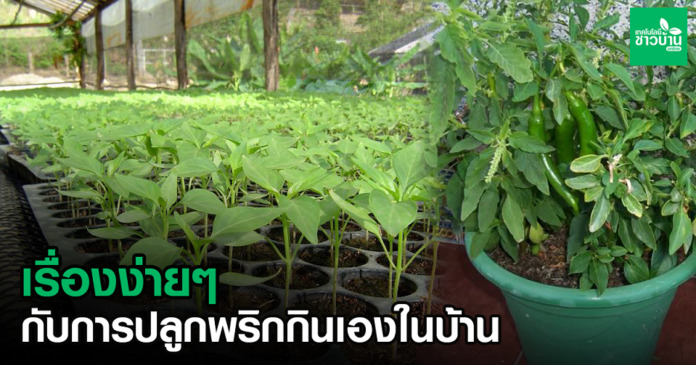ปลูกพริกกินเองในบ้าน