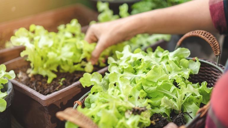 มาปลูกผักสลัดกินเองกันเถอะ