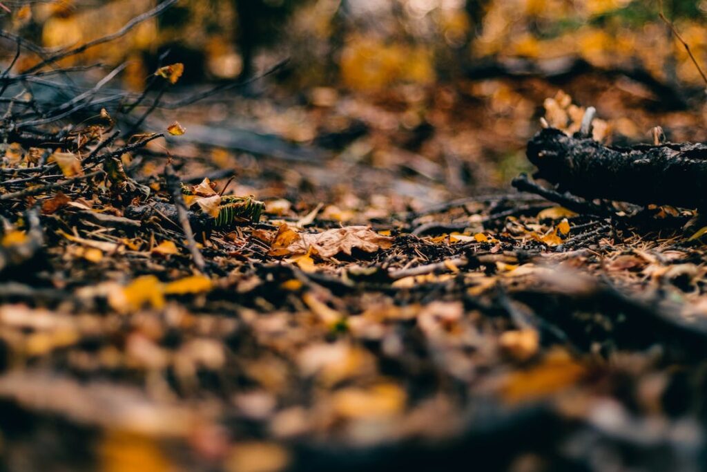 ปุ๋ยจากใบไม้แห้ง มีทั้งธาตุอาหารลหัก และธาตุอาหารรอง ที่พืชต้องการ อย่างครบถ้วน