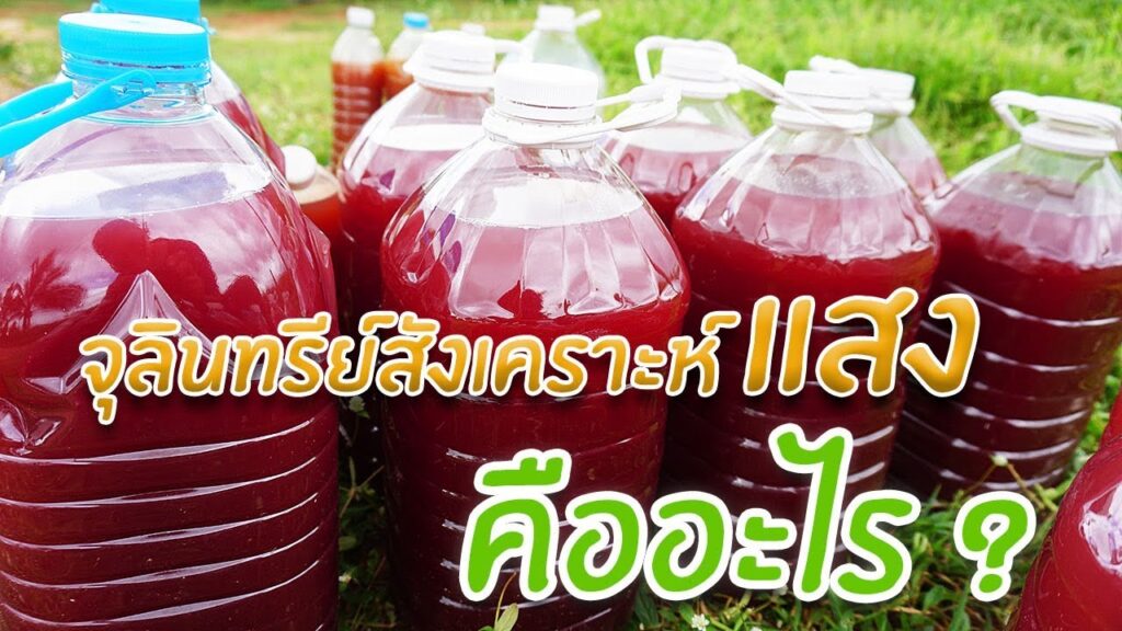 สิ่งมีชีวิตที่สามารถดักจับและใช้พลังงานจากแสงแดดเพื่อแปลงแสงเป็นพลังงานเคมีซึ่งช่วยในกระบวนการสังเคราะห์อาหารของพืช