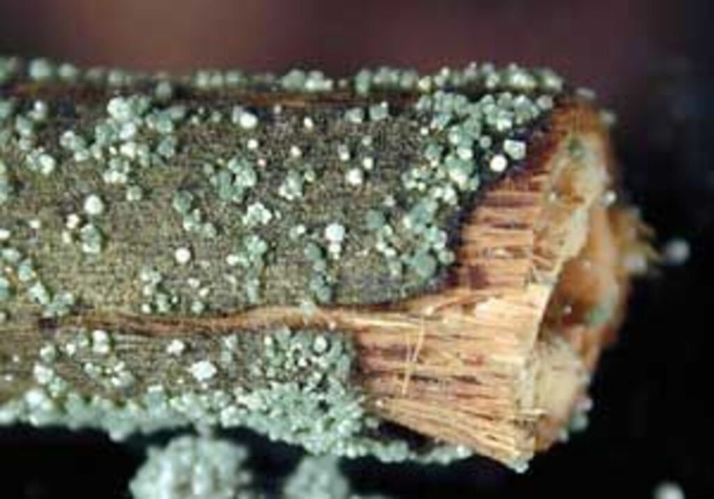 มีความสำคัญในการช่วยในกระบวนการเสริมสร้างความเสียงแข็งแรงในพืช ด้วยประสิทธิภาพในการควบคุมและป้องกันการระบาดของเชื้อราที่เป็นอันตรายต่อพืช