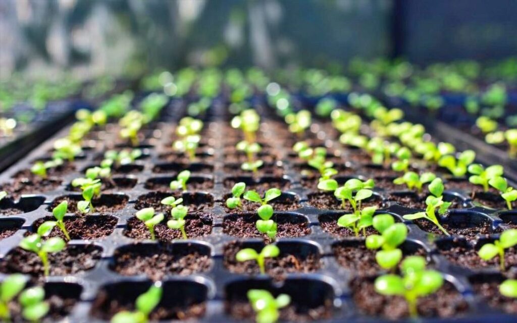 วัสดุเพาะชำที่ดีคืออะไรนั้นอยู่ขึ้นกับพืชที่คุณต้องการเพาะปลูกและสภาพแวดล้อมที่คุณมีอยู่