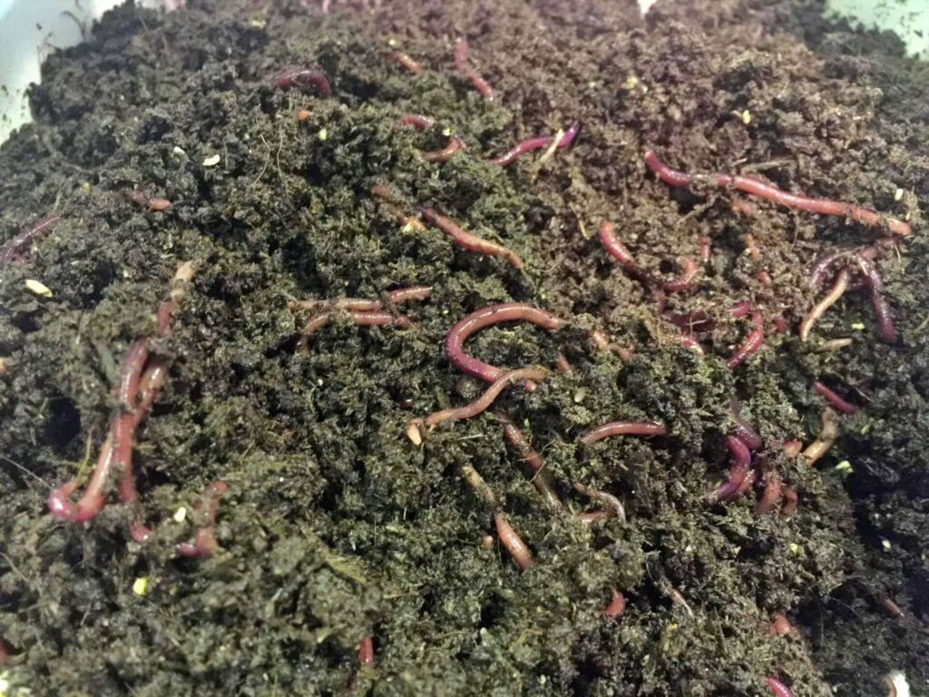 การนำมูลไส้เดือนมาผสมขุยมะพร้าวในการเพาะชำเป็นวิธีที่น่าสนใจและมีประโยชน์มากมายในการเพาะชำพืช เนื่องจากมูลไส้เดือนมีส่วนผสมที่อุดมไปด้วยธาตุอาหารและสารอาหารต่างๆ