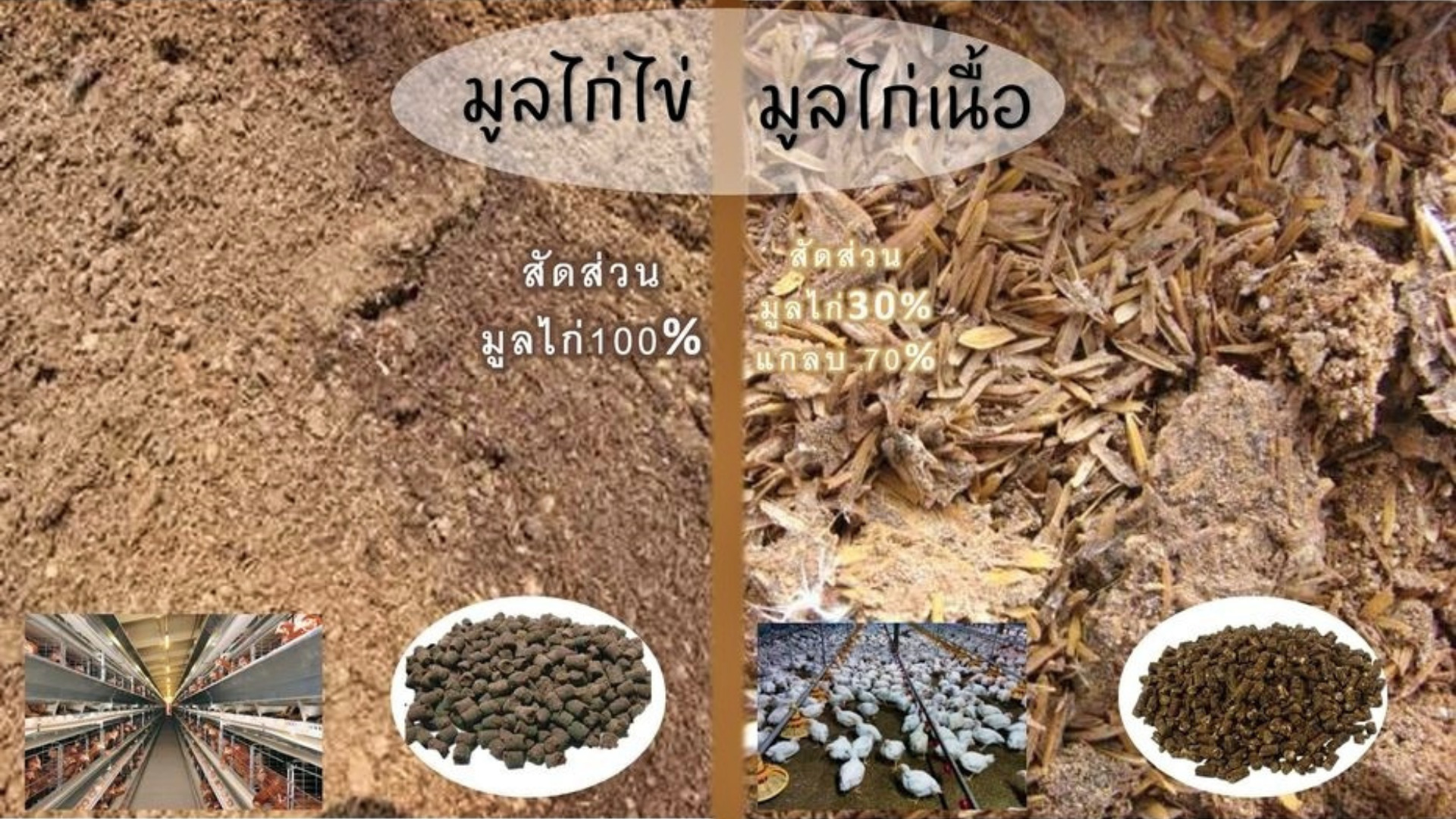 มูลไก่ มูลไก่มีค่าเป็นกรด หรือเป็นด่าง