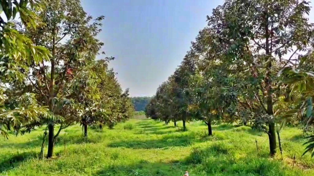 ปุ๋ยอินทรีย์ที่มีมูลไก่เป็นส่วนผสมหลักในสวนผลไม้เป็นวิธีที่ช่วยเพิ่มความอุดมสมบูรณ์ให้กับดิน