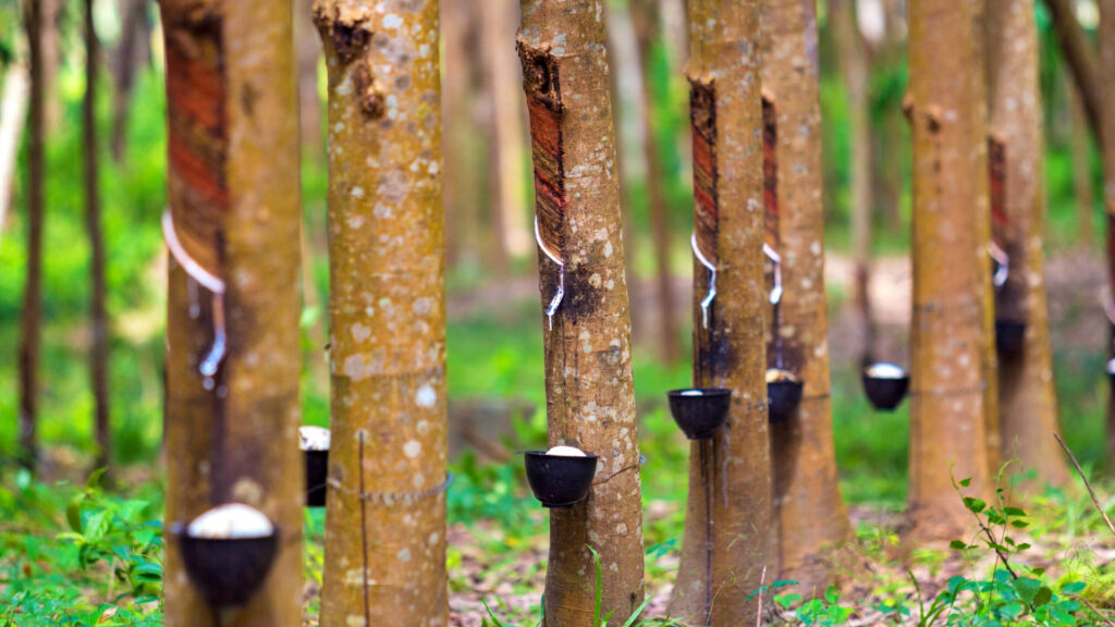 ปุ๋ยอินทรีย์ที่มีมูลไก่จะช่วยเพิ่มความอุดมสมบูรณ์ของดิน
