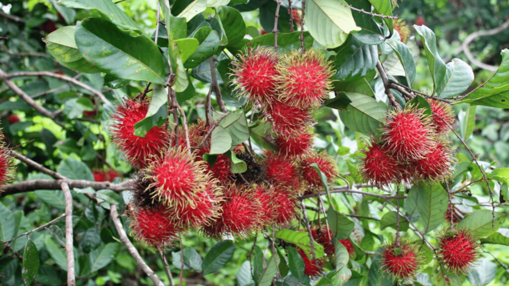 การเร่งดอกและผลของพืชไม่เพียงแค่เรื่องของปุ๋ยอย่างเดียว