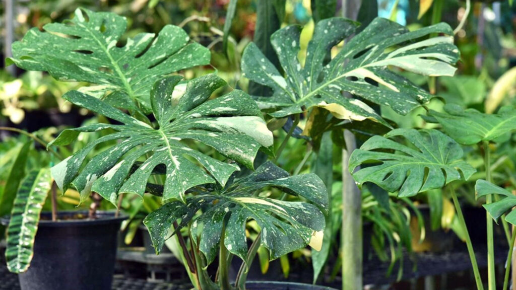 ปุ๋ยอินทรีย์ที่มีมูลไก่เป็นส่วนผสมหลักส่งเสริมการเจริญเติบโตและดอกของต้นไม้