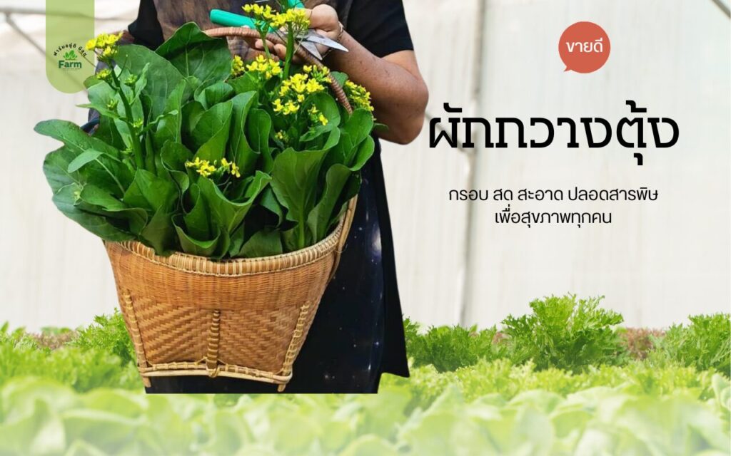 กวางตุ้งดอกปลอดสารพิษจากฟาร์มอยู่ดี มีสุข สดจากแปลง ปลูกแบบอินทรีย์ ได้คุณค่าทางอาหารสูง ดีต่อสุขภาพ ปลอดภัยทั้งครอบครัว