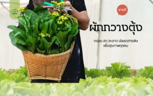 กวางตุ้งดอกปลอดสารพิษจากฟาร์มอยู่ดี มีสุข สดจากแปลง ปลูกแบบอินทรีย์ ได้คุณค่าทางอาหารสูง ดีต่อสุขภาพ ปลอดภัยทั้งครอบครัว