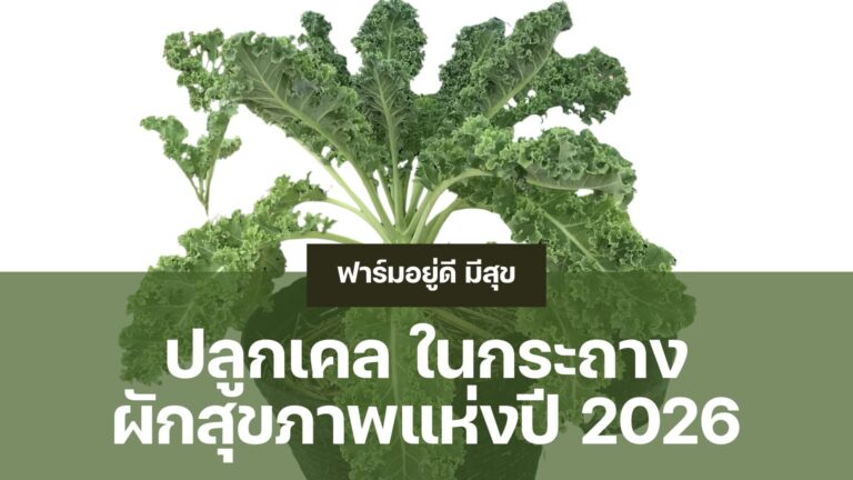 ปลูกเคลในกระถาง แบบมืออาชีพ ตั้งแต่การเตรียมดิน ป้องกันแมลง กำจัดศัตรูพืช และดูแลรากไม่ให้เน่า ด้วยเทคนิคจากฟาร์มอยู่ดีมีสุข เหมาะสำหรับคนรักผักสุขภาพ