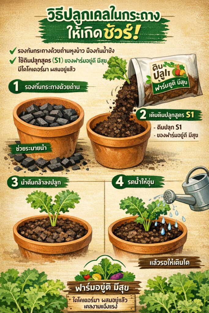 เรียนรู้วิธีปลูกเคล ในกระถาง แบบมืออาชีพ ตั้งแต่การเตรียมดิน ป้องกันแมลง กำจัดศัตรูพืช และดูแลรากไม่ให้เน่า ด้วยเทคนิคจากฟาร์มอยู่ดีมีสุข เหมาะสำหรับคนรักผักสุขภาพ