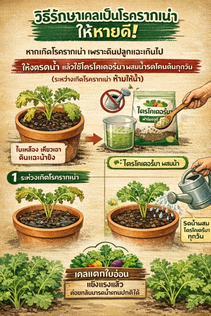 เรียนรู้วิธีปลูกเคล ในกระถาง แบบมืออาชีพ ตั้งแต่การเตรียมดิน ป้องกันแมลง กำจัดศัตรูพืช และดูแลรากไม่ให้เน่า ด้วยเทคนิคจากฟาร์มอยู่ดีมีสุข เหมาะสำหรับคนรักผักสุขภาพ