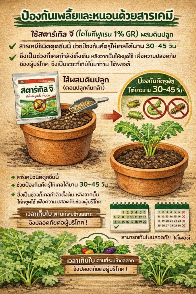 เรียนรู้วิธีปลูกเคล ในกระถาง แบบมืออาชีพ ตั้งแต่การเตรียมดิน ป้องกันแมลง กำจัดศัตรูพืช และดูแลรากไม่ให้เน่า ด้วยเทคนิคจากฟาร์มอยู่ดีมีสุข เหมาะสำหรับคนรักผักสุขภาพ