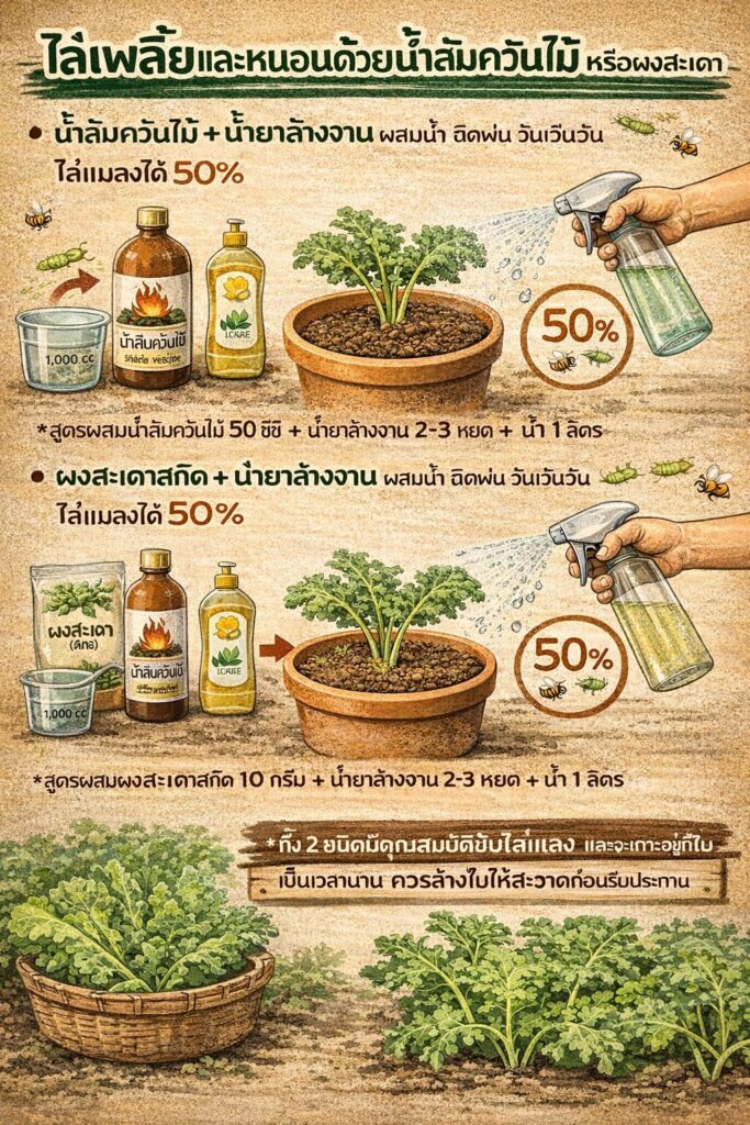 เรียนรู้วิธีปลูกเคล ในกระถาง แบบมืออาชีพ ตั้งแต่การเตรียมดิน ป้องกันแมลง กำจัดศัตรูพืช และดูแลรากไม่ให้เน่า ด้วยเทคนิคจากฟาร์มอยู่ดีมีสุข เหมาะสำหรับคนรักผักสุขภาพ