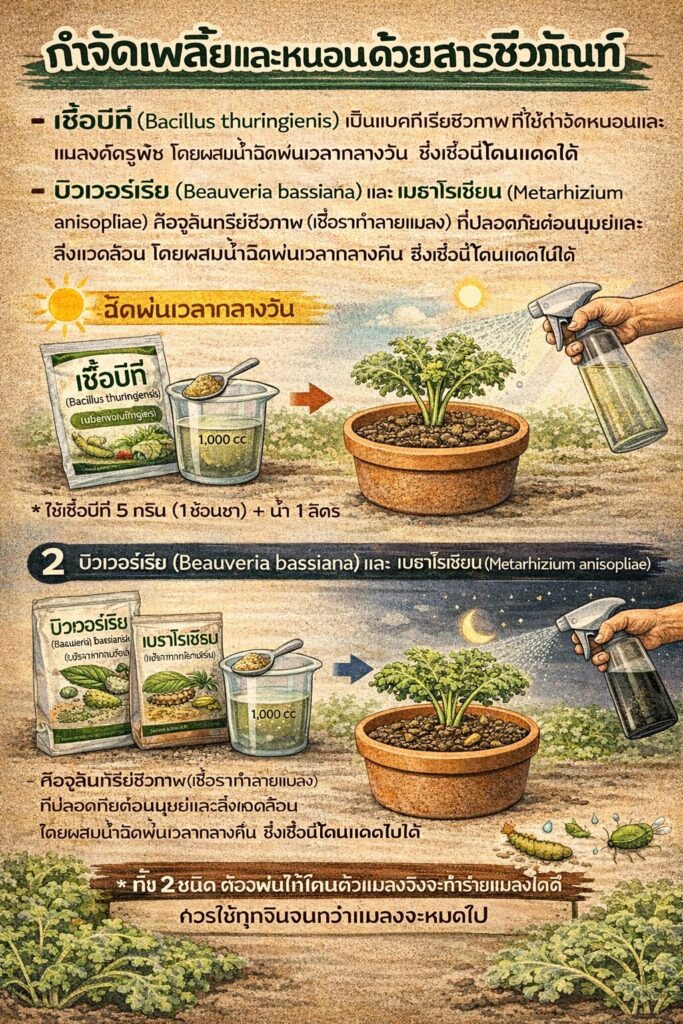 เรียนรู้วิธีปลูกเคล ในกระถาง แบบมืออาชีพ ตั้งแต่การเตรียมดิน ป้องกันแมลง กำจัดศัตรูพืช และดูแลรากไม่ให้เน่า ด้วยเทคนิคจากฟาร์มอยู่ดีมีสุข เหมาะสำหรับคนรักผักสุขภาพ