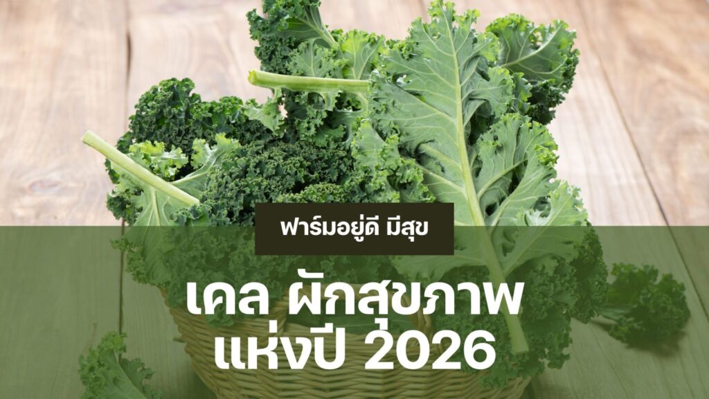 เคล ผักสุขภาพยอดนิยม อุดมด้วยวิตามินสูง ปลูกยากแต่มีประโยชน์มาก ฟาร์มอยู่ดี มีสุข จำหน่ายผักเคลปลูกในกระถางและเคลสดจากฟาร์ม เก็บใหม่ทุกวัน ซื้อได้ที่หน้าฟาร์ม ตลาดเทศบาลตำบลน้ำคอก หรือสั่งผ่าน Grab Mart